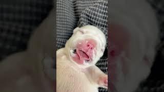 Puppy Face After Nursing Video | Sleep with Full Big Belly #bigbelly #puppy #shorts