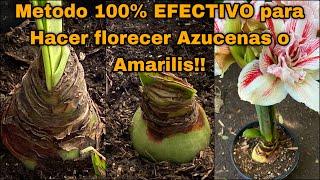 UNICO METODO PARA HACER FLORECER AZUCENAS O AMARILIS