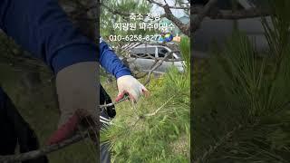 축소 전정9772 #한국유일_기무라마사히코_제자 #백석문화대학교_화훼플로리스트과_3년차 #지광원 #파주이광수 #파주 #worldtourbonsai️
