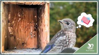 Do you Clean After Bluebirds Fledge?