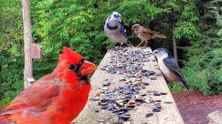 Simple Platform Bird Feeder Works Wonders