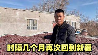 时隔几个月再次回到新疆，投资的餐厅已经步入正轨，红枣也收完了【楼兰阿宁】