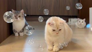 Playing with bubble and cat