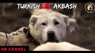 " AKBASH DOG " THE WHITE  LION  FROM ANATOLIAN  - AKBAŞ TURK