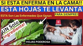 ¡ESTA Es LA MEJOR HOJAS Para Proteger La SALUD De esta Tantas Enfermedades  Para Sieempre!