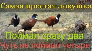 Как поймать фазана на рыболовную сеть  Поймал сразу ДВА  Ловушка порадовала 