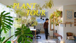 Relaxing Plant Tour 2023 | my entire houseplant collection