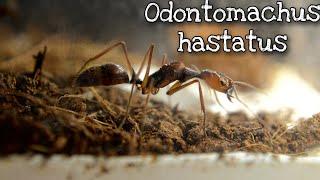 ODONTOMACHUS HASTATUS // MOVEMENT OF EXOTIC ANTS // 7