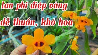 Lan phi điệp vàng khoe sắc mùa thu, cách trồng và chăm sóc lan phi điệp vàng