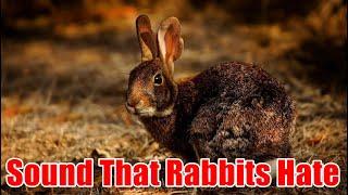 Sound That Rabbits Hate