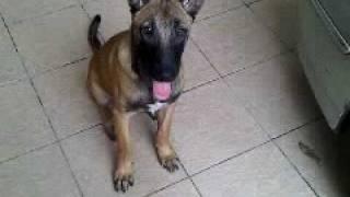 Belgian Malinois 2