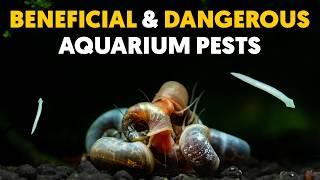 Aquarium Pests 🪱 9 Common Shrimp Tank Pests & How To Manage Them