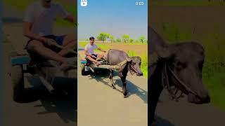 sarpanch ji #viral #trending #shorts #youtubeshorts #sarpanch