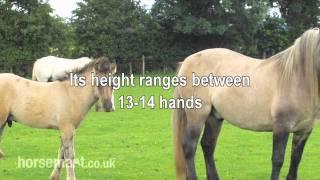 The Horsemart breed guide to Highland