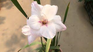 Growing gladiolus from bulbs with update.