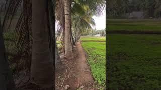 மாதிரி விவசாயம் - பசுந்தாள் உரங்கள் #farming #video #nature #greenmanure #soil #agriculture