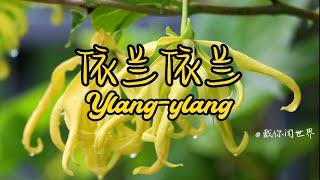 学习香水原料：依兰依兰（Ylang-ylang）