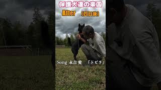 家族親戚を噛んでしまった甲斐犬の末路 #shorts #噛み犬 #甲斐犬