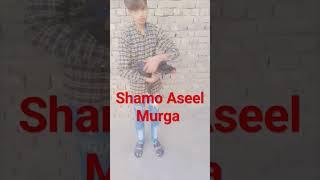 Shamo Aseel murga #love