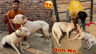 Gabbar Badmash Sy Female Dog Ko Milva Diya