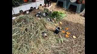 Guinea pig herd having a crazy morning