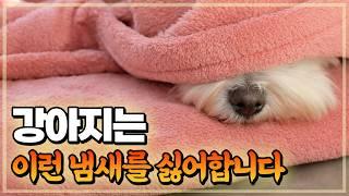 강아지가 좋아하는 냄새 vs 싫어하는 냄새