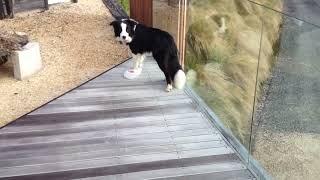 Bruce the Border Collie caught RED HANDED!