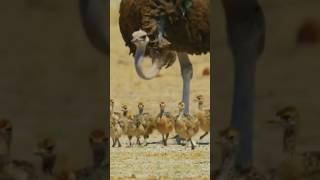 Ostrich Bird l Bird #viarl #shortvideo #viralvideo #österreich #birds #trending