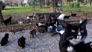 One Man's Journey with a Furry Shadow of Cats