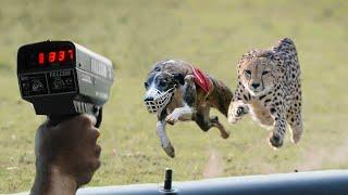 Can Top 10 Fastest Dog Breeds Beat The Cheetah? - Top 10 Fastest Dog Breeds In The World