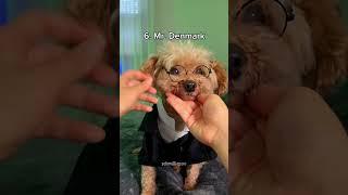 Top 10 Goobie Woobies  #shorts
