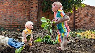 Bibi and Lala help Mom grow vegetables at the farm!