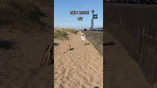 한국 유기견 똥개가 영국에 오면 벌어지는 일 #댕댕이 #유기견#개#감동#영국생활 #똥개#koreandog#rescuedog