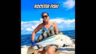 Incredible Moment: Wife’s Giant Rooster Fish in Panama!  ️#unforgettable #like #nature #fun