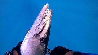 Shooting GIANT BARRACUDA with the MAKO Titan Roller Muzzle Gun