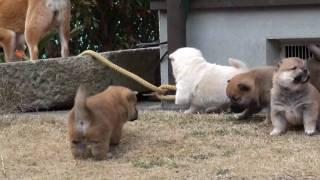 柴犬の仔犬　20100218