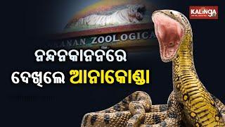 Now Tourists Can See Anaconda In Nandankanan Zoo