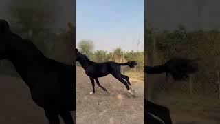 Grace of God in full mood.Sired by Gangster 8148150816 #horses #marwari #trending #filly #viral