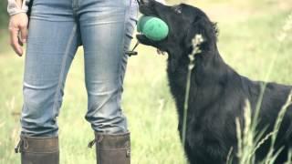 Eli - Flatcoated Retriever Super Slowmotion