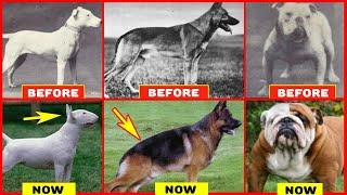 Years of Breeding Ruined Popular Dog Breeds