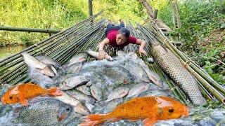 How to catch giant fish traditionally with bamboo on  streams, harvest agricultural products to sale