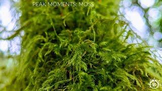 Peak Moments: Moss - Classic Trance/ Hard Trance Mix