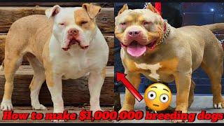 How to make $1,000,000 from breeding American Bully