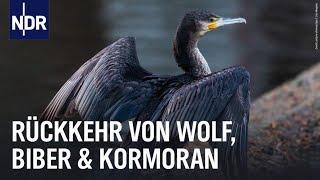 Fluch oder Segen? Biber, Wolf und Kormoran sind zurück | Die Nordreportage | NDR Doku