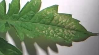 Closeup of Tomato Leaf Damage