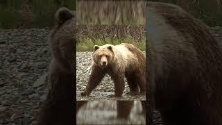 Girl Shoots MONSTER BROWN BEAR w/ a Bow #viralvideo #wildlife #archery #alaska #bear