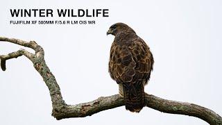 Winter wildlife with the Fujifilm XF 500mm F/5.6 R LM OIS WR