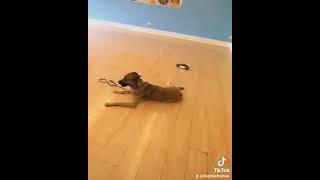 Dog Training Now Video