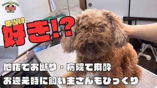 初来店のトイプードル「キュンくん」をトリミング！！噛み犬？