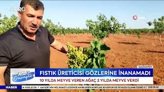 Fıstık Ağacı 2 Yılda Meyve Verdi! Üretici Gözlerine İnanamadı! | AGRO TV Haber